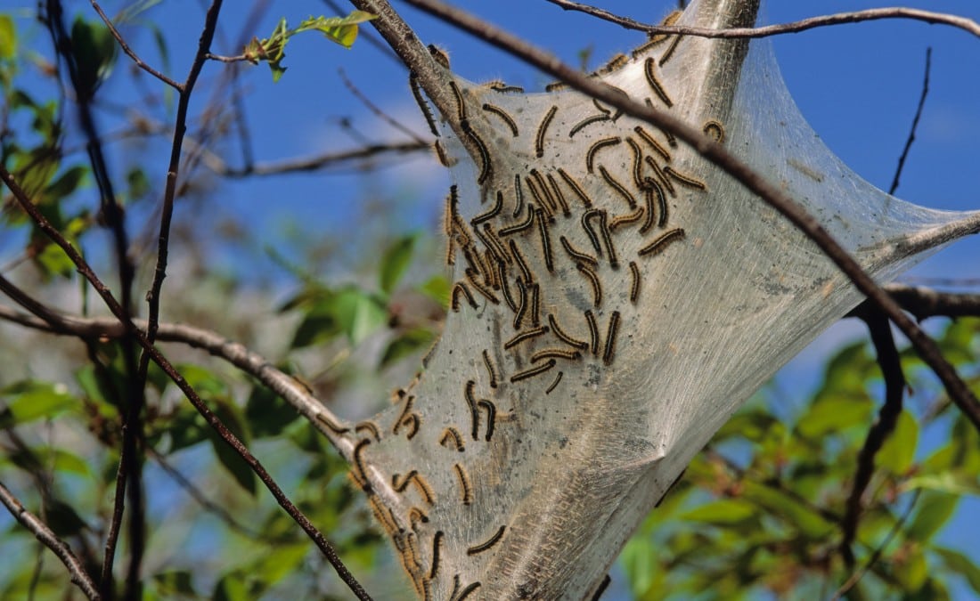 Professional identification helps distinguish eastern tent caterpillars from fall webworms so the right management approach can be recommended.