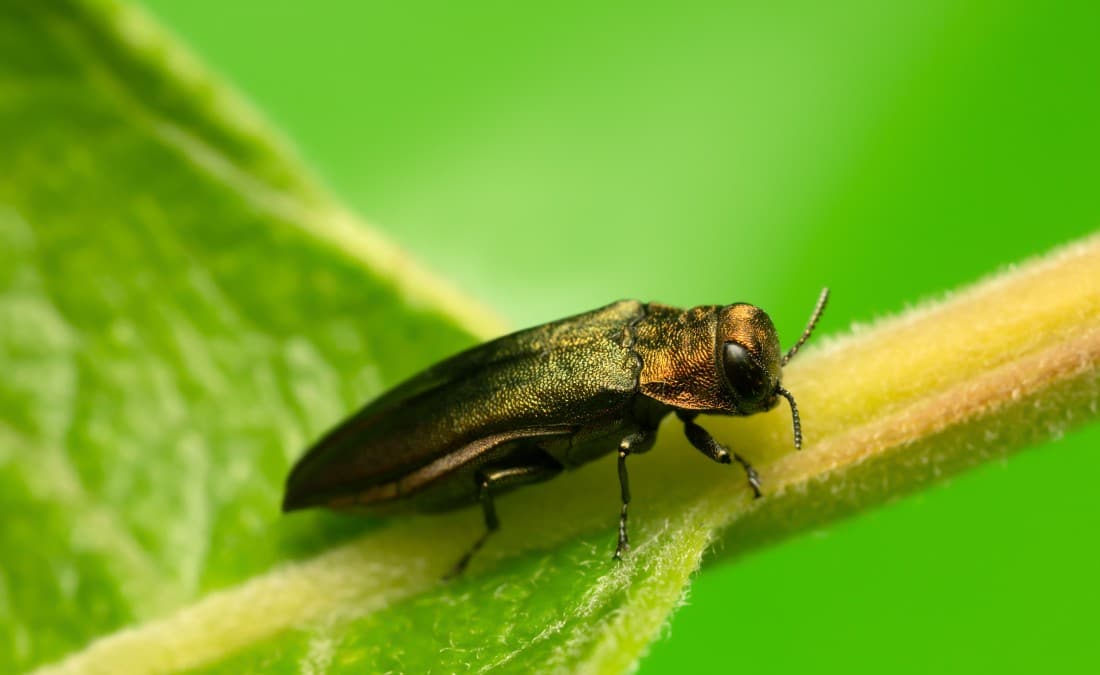 Close-up of an adult emerald ash borer beetle resting on a green leaf stem.