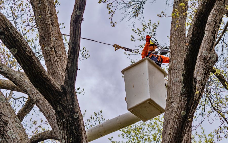 A cable and brace inspection from an arborist.