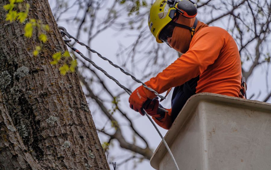 An arborist installing a cable in a tree in Oklahoma City, OK.