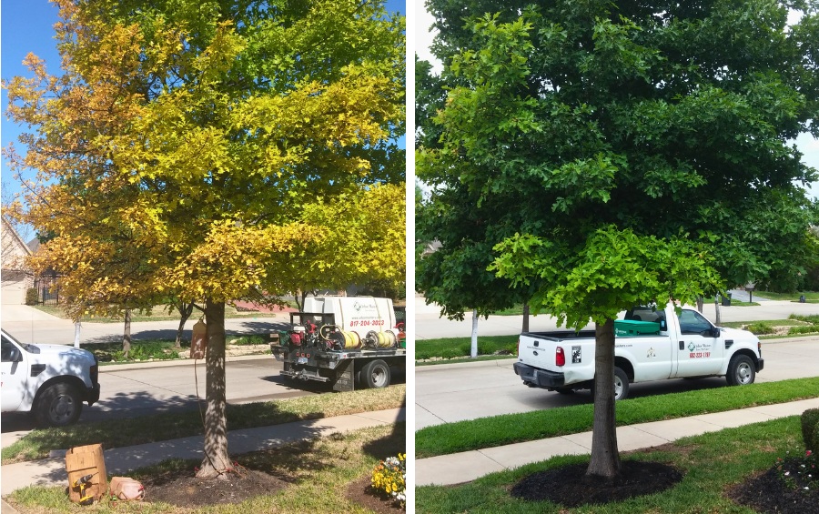 Before and after photos showing oak tree recovery from iron chlorosis following professional treatment by Arbor Masters.