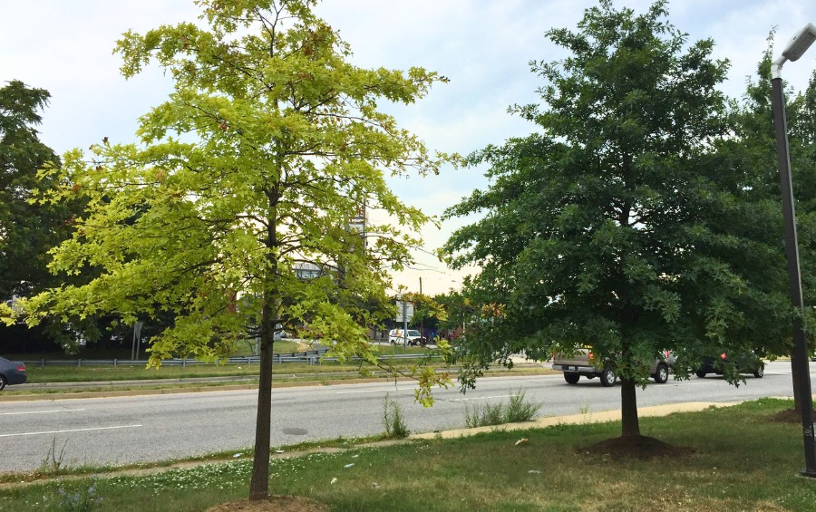 Side-by-side comparison showing healthy green pin oak leaves versus iron chlorosis symptoms in Great Plains trees.