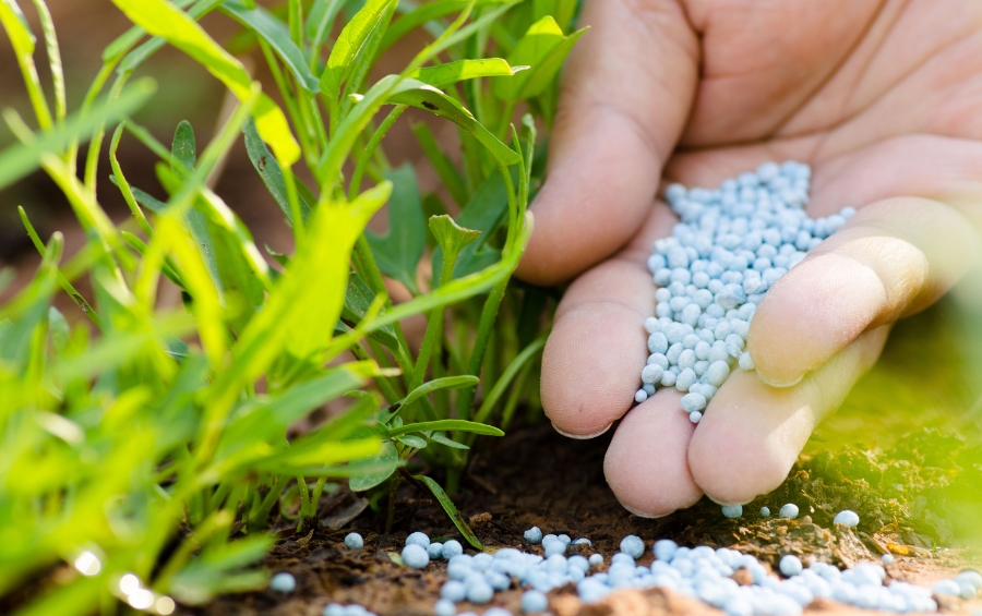 A hand applying blue fertilizer pellets to soil around green plants for tree health care in Oklahoma.