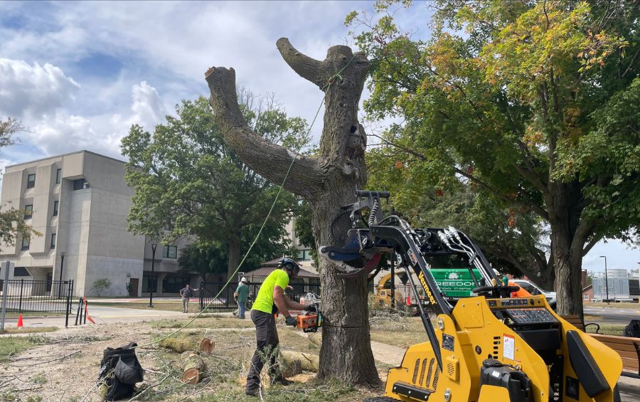 The Arbor Masters team works to remove a tree in Moore, OK.