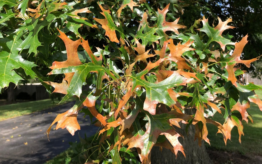 Pin oak leaves showing the symptoms of bacterial leaf scorch in Mustang, OK.