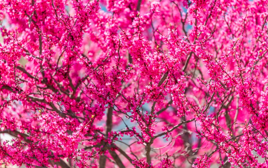 An Oklahoma redbud in full bloom in Broken Arrow, OK.