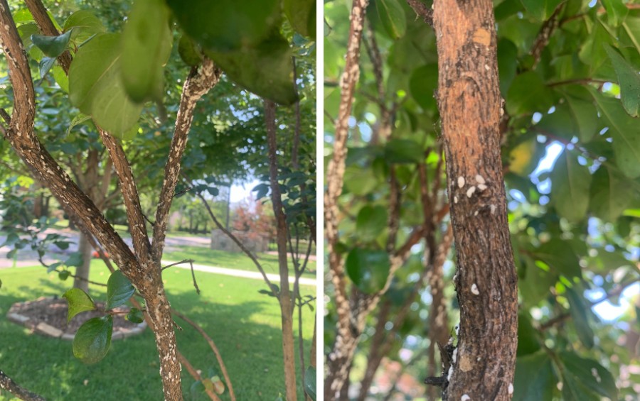 A crape myrtle covered in crape myrtle bark scale in Oklahoma.