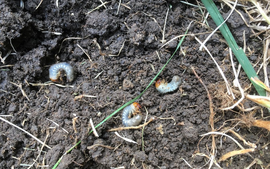Japanese beetle grubs on the soil in Mustang, OK.