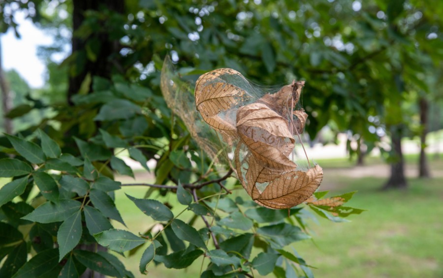 A webworm web in a tree with dead leaves in Yukon, OK.