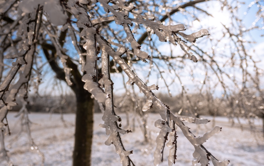 A close-up of tree branches completely encased in thick ice during an Oklahoma winter storm, showing the substantial weight added to even small branches.