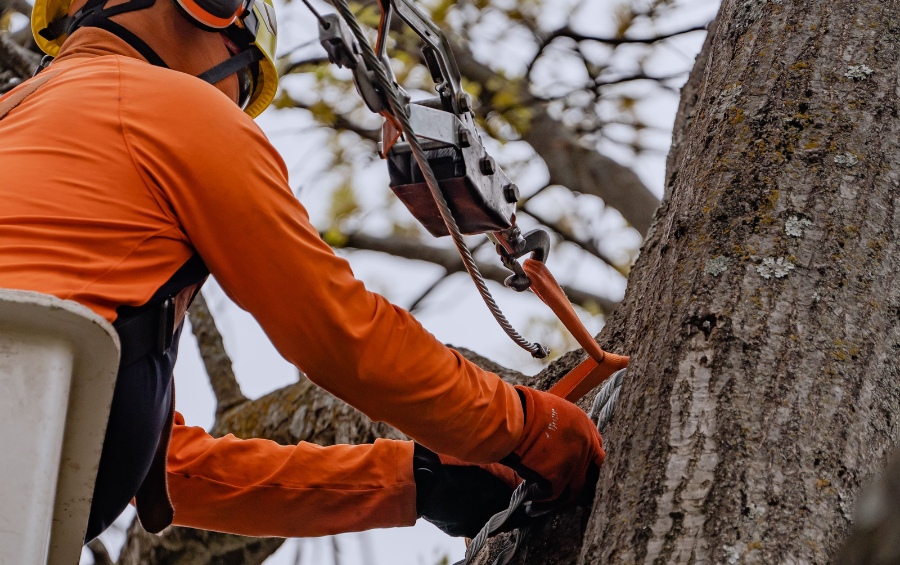 A professional arborist in safety gear carefully installing cabling hardware on a mature tree trunk, demonstrating the precision required for proper structural support system placement.