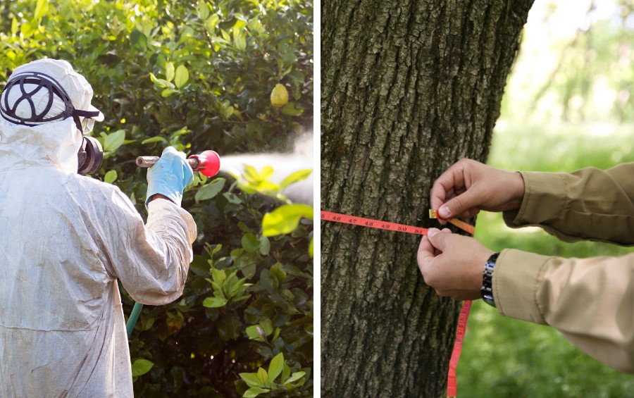 A split image showing a technician in a white protective suit and respirator spraying a tree on the left, and a pair of hands measuring the trunk diameter of a large tree with an orange measuring tape on the right.