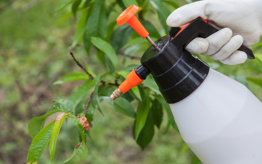 A gloved hand holding a white and orange handheld pump sprayer, applying liquid treatment to a green tree branch.