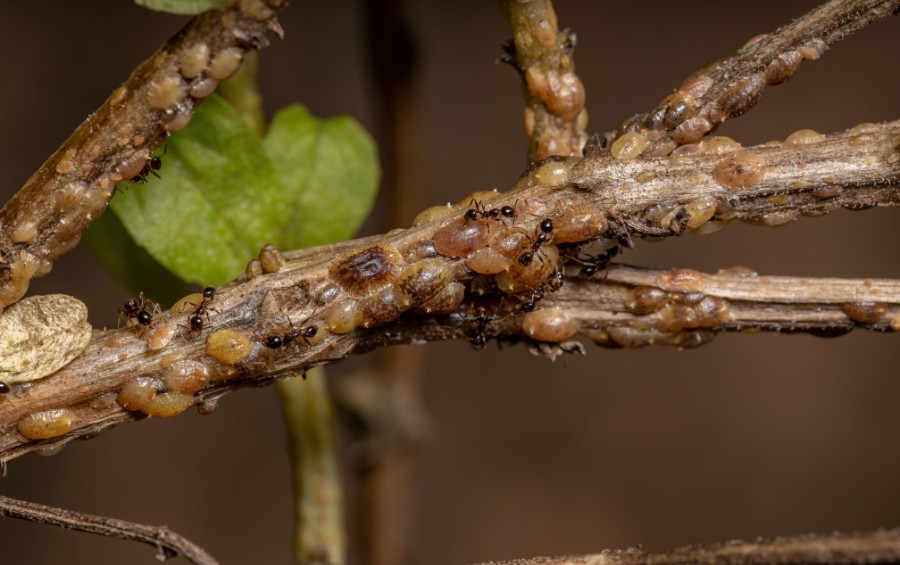 A tree branch densely covered with tan and brown soft scale insects, with several black ants crawling among them.