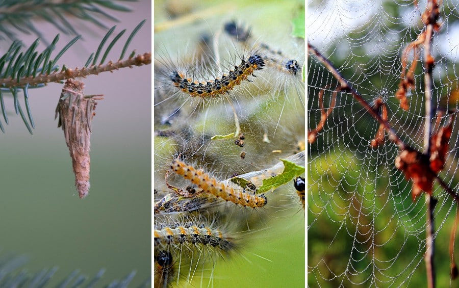 Side-by-side comparison showing a bagworm case on an evergreen branch, webworm caterpillars feeding inside silken webbing, and a harmless orb-weaver spider web.