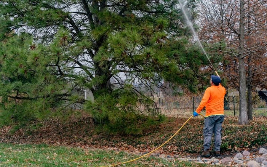 Plant Health Care technician applying a preventive treatment to an evergreen to protect it from bagworms.