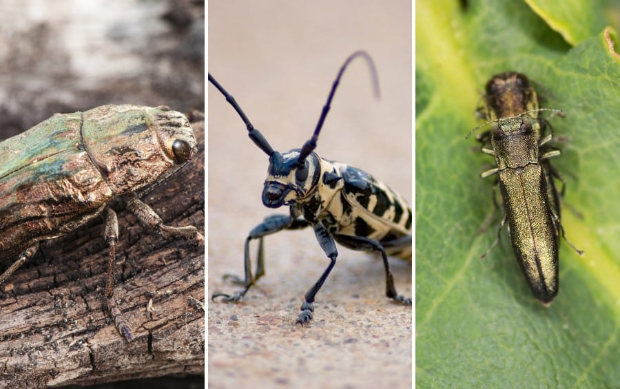 Comparison of three wood-boring beetles found in the Oklahoma City area, including a metallic wood-boring beetle, a longhorned beetle, and an emerald ash borer.
