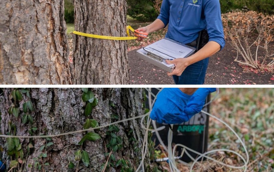 Arborist measuring an ash tree during a health assessment and administering a trunk injection treatment at the base of the tree.