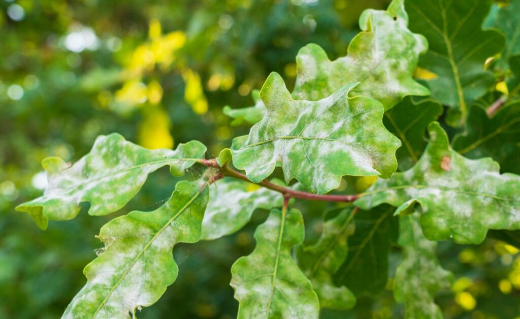 Oak leaves on a branch displaying the white, powdery fungal coating typical of powdery mildew disease.