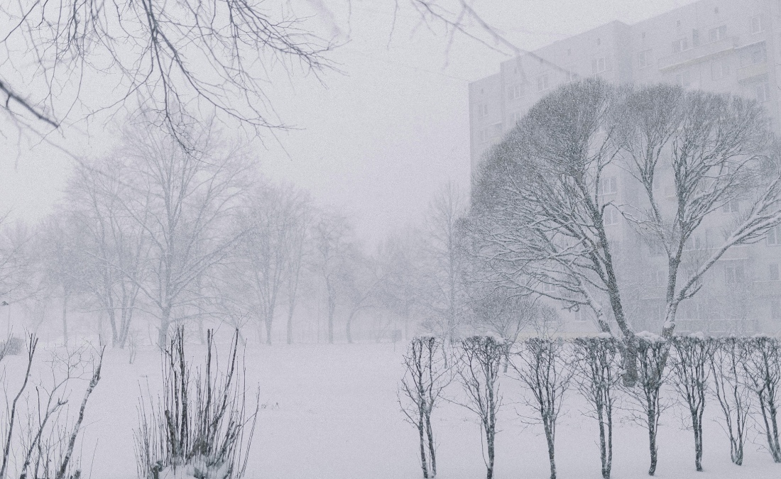 Ice-covered trees and shrubs create a winter landscape after an Oklahoma City ice storm.