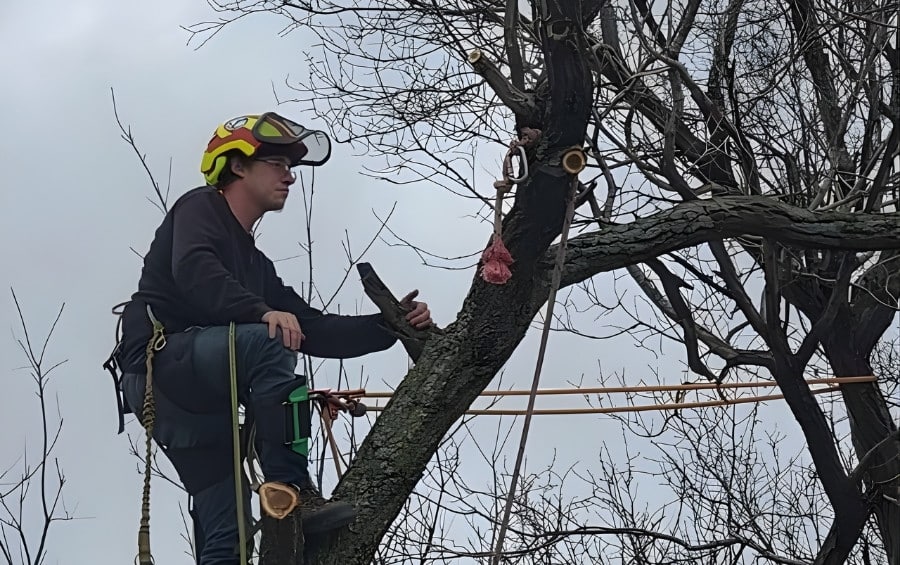An Arbor Masters arborist is performing professional tree pruning with safety equipment.