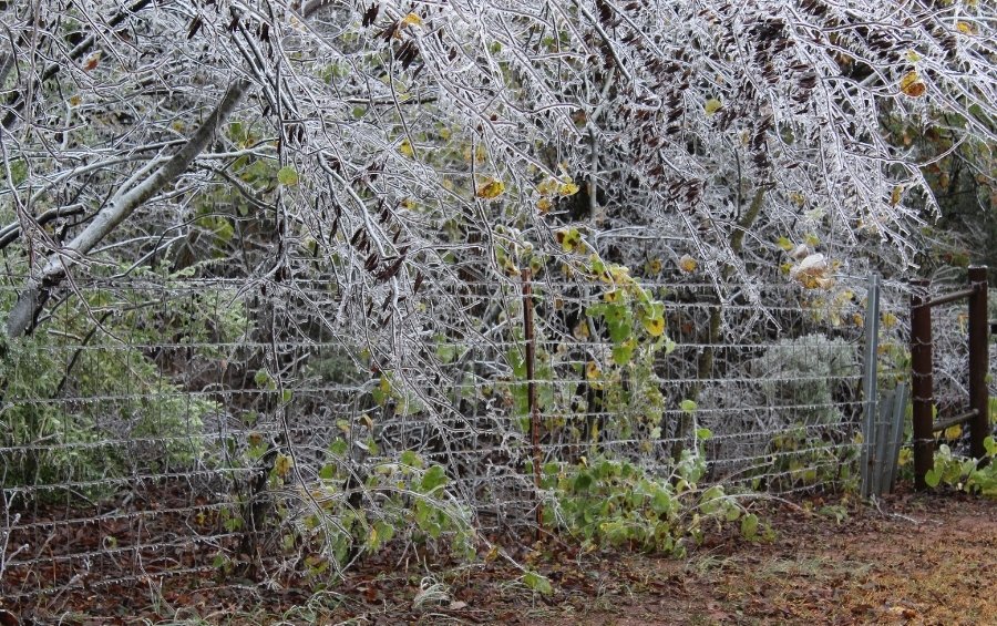 Ice storm damage covers shrubs and landscaping in an Oklahoma City residential yard.