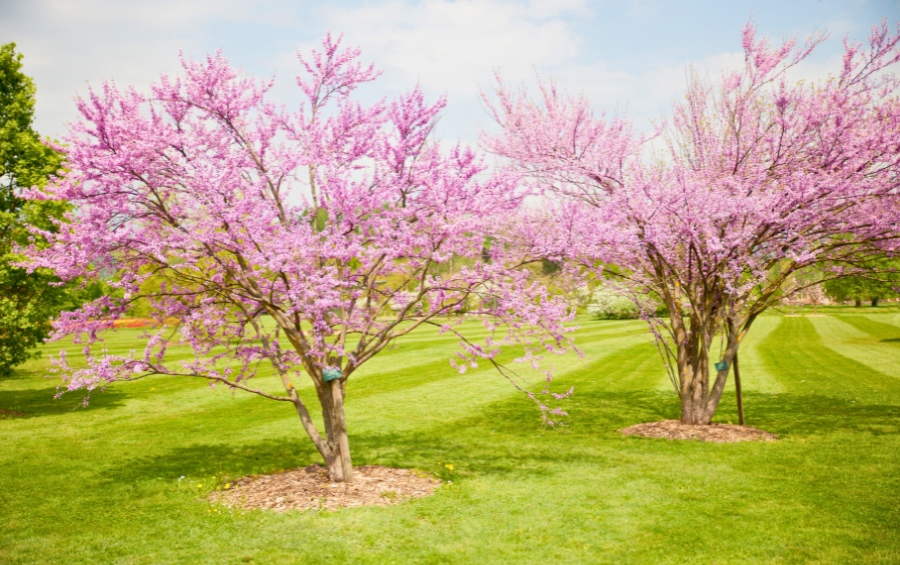 Pink flowering redbud trees blooming on a manicured lawn in spring.