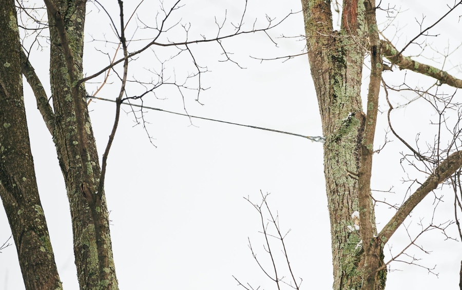 Tree support cables installed between bare branches of a mature tree.