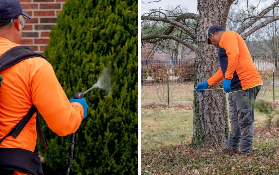 Split image showing an Arbor Masters technician spraying a shrub on the left and another technician measuring a tree trunk with tape on the right.