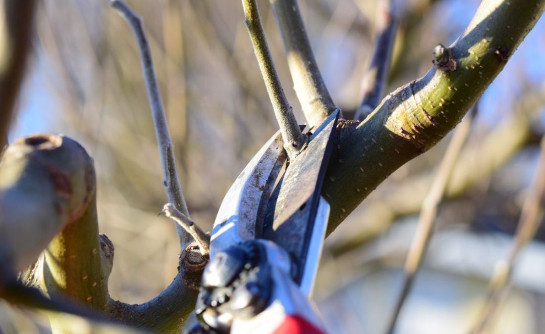 Certified Arborist at Arbor Masters carefully pruning a dormant tree in Raytown, MO, during the winter season to ensure tree health and safety.