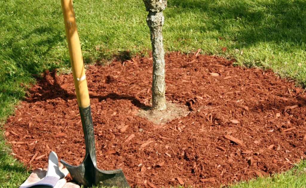 A newly planted tree with mulch around it in Raytown, MO.
