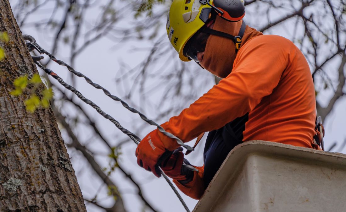 An arborist from Arbor Masters installing a cable in a tree in Raytown, MO.