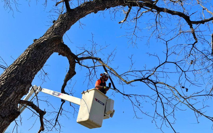 Large, bare tree with some weak branches being expertly pruned by a Certified Arborist in a bucket truck.