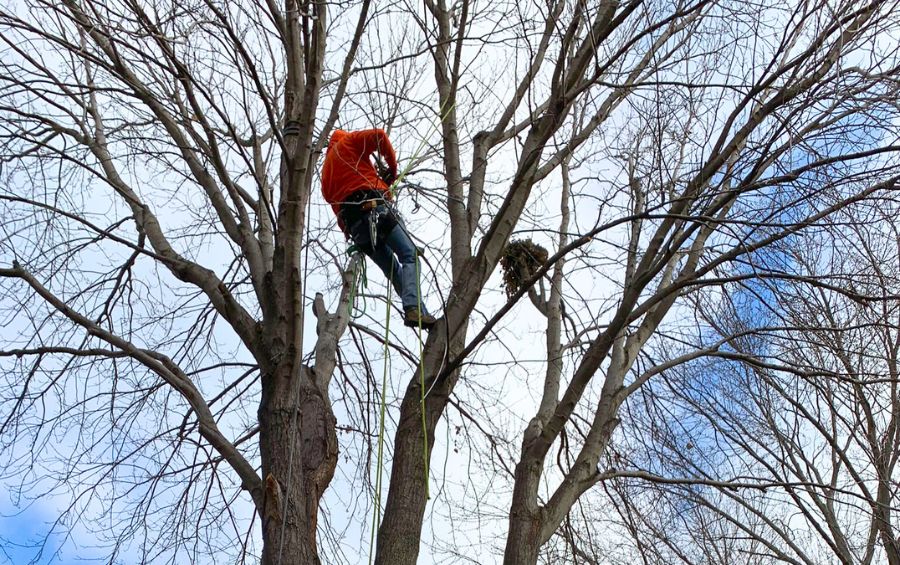 Arbor Masters tree care expert safely climbing into the tree canopy to prune branches, preparing the tree for winter.