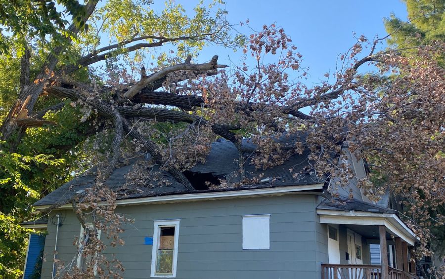 Large tree that was blown over onto a house, with heavy limbs causing damage to the roof.