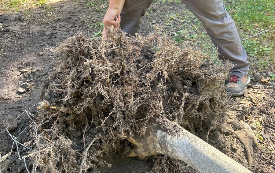 A member of the team at Arbor Masters inspecting a tree’s rootball before planting it in Lee’s Summit, MO.