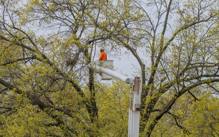 The Arbor Masters bucket truck lifting an Arborist into a tree to inspect structural support systems in Grandview, MO.