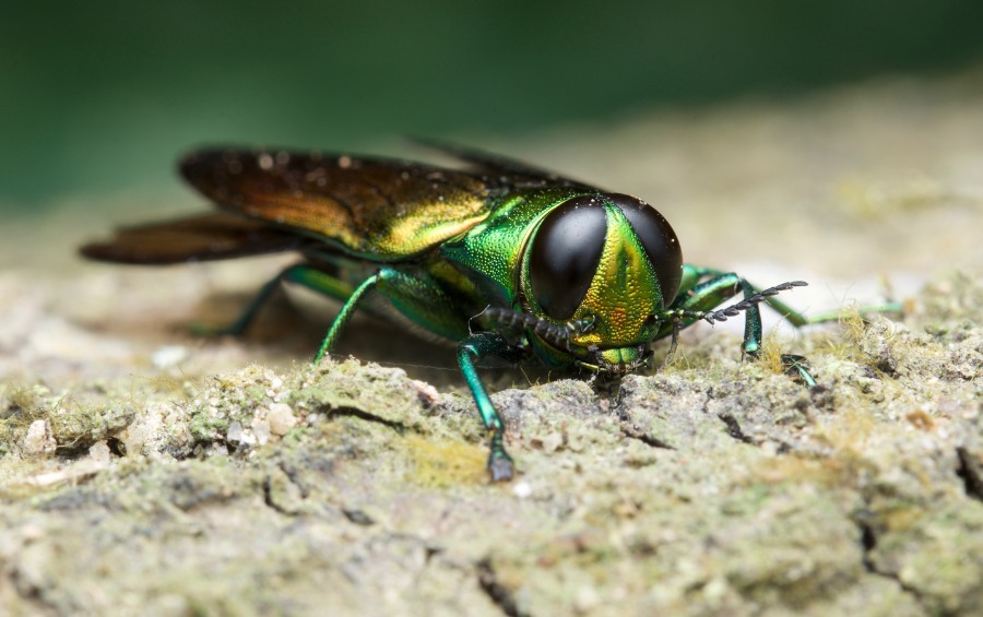 An adult emerald ash borer in Blue Springs, MO.