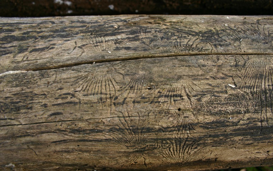 The galleries left by elm bark beetle from a downed tree in Kansas City, MO.