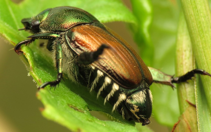 An adult Japanese beetle feeding on a leaf.