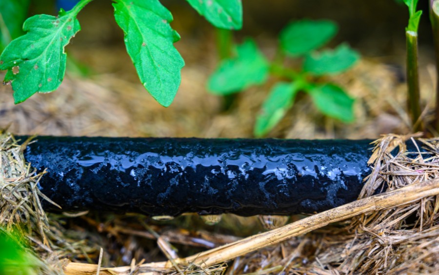 A closeup of a soaker hose dripping water in Blue Springs, MO.