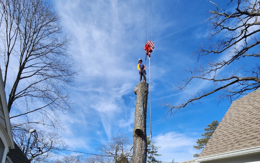 An arborist from Arbor Masters standing on a tree the team is in the process of removing.