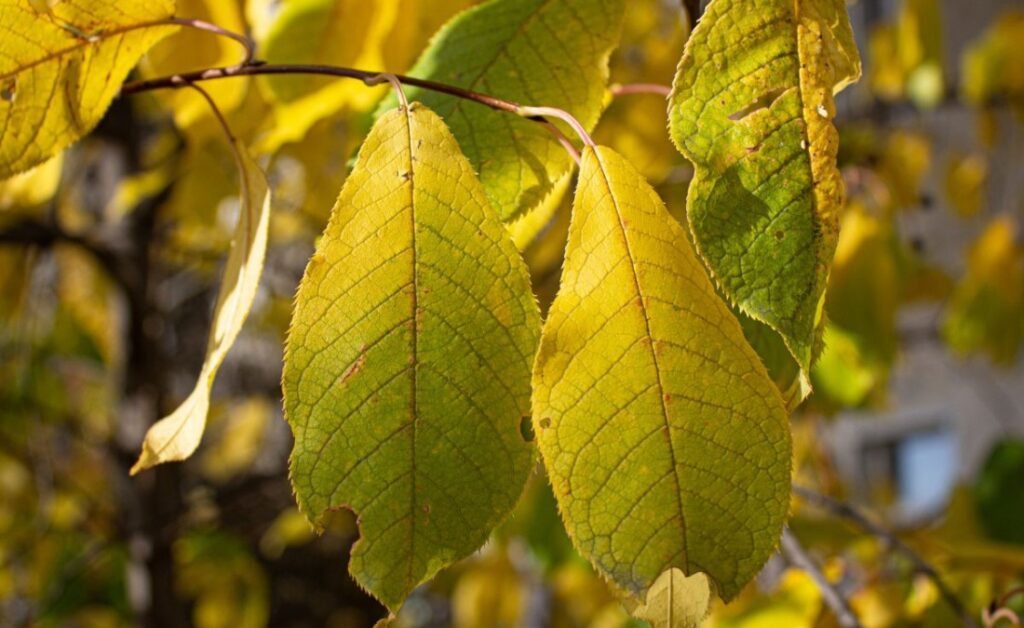 Close-up of tree leaves turning yellow in summer, showing early signs of stress or nutrient deficiency in Kansas City.