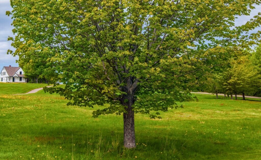 A mature maple tree stands in a residential yard during summer, with a house visible in the background.