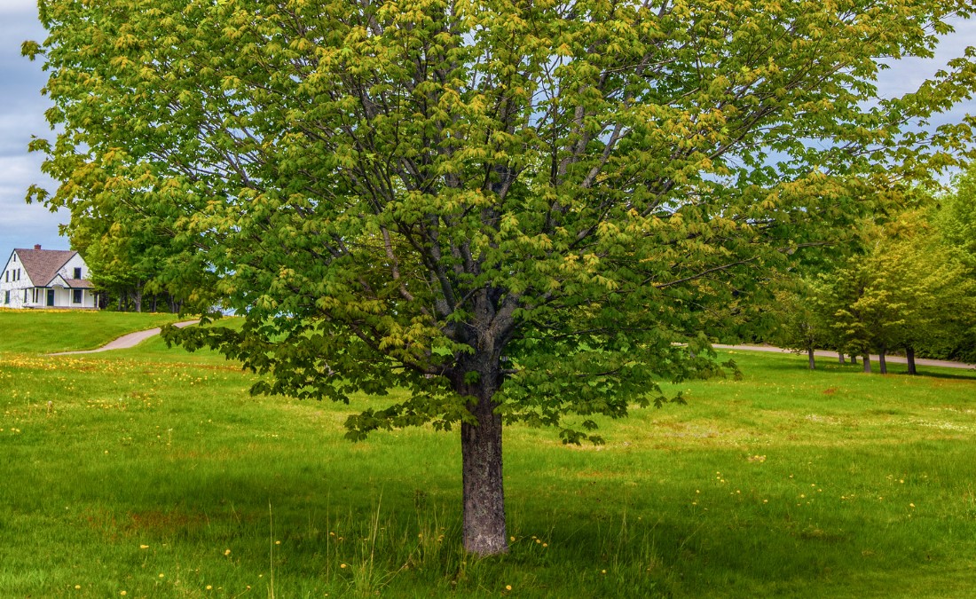 A mature maple tree stands in a residential yard during summer, with a house visible in the background.