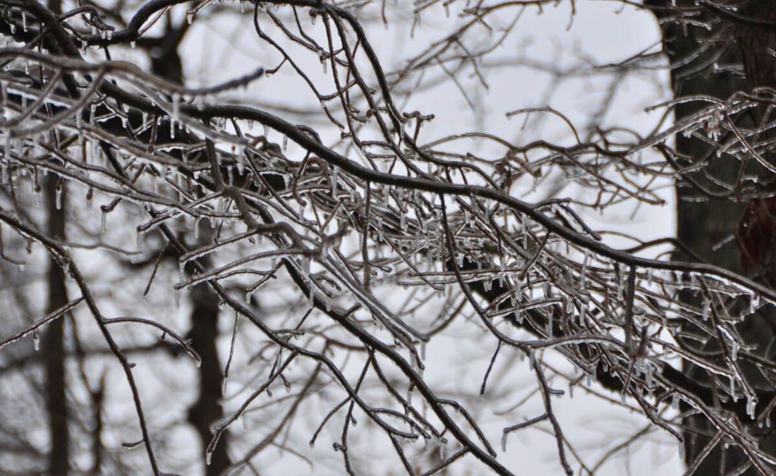 Ice frozen on a tree branch, creating a layer of frost that could cause damage to the tree, potentially requiring pruning after the storm to prevent further harm.