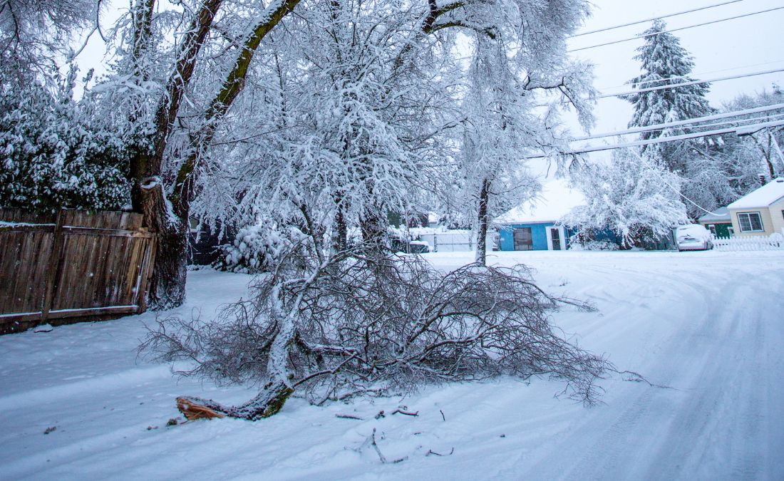 Storm fallen branches of a tree during a snowstorm in Shawnee, KS