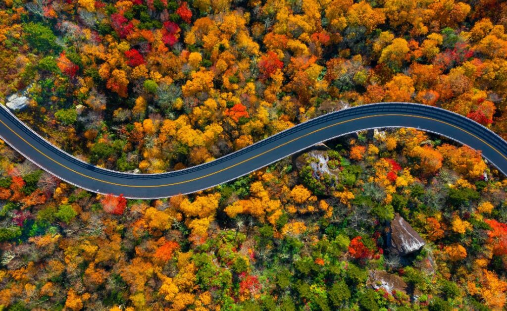 Aerial view of vibrant fall foliage and tree canopy in Johnson County showing optimal conditions for fall tree planting season.