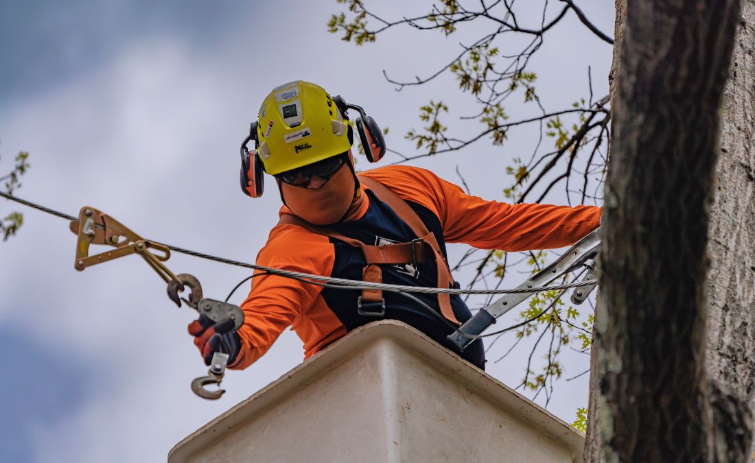 An arborist from Arbor Masters installing cables in a tree in Shawnee, KS.