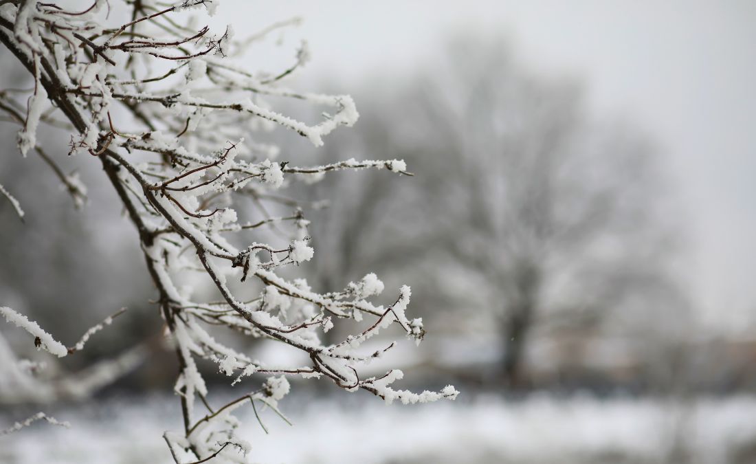 A bare tree branch covered in snow after a Midwest winter storm.